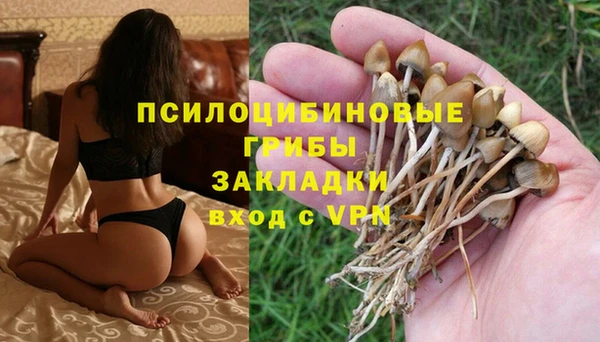 прущие грибы Балабаново